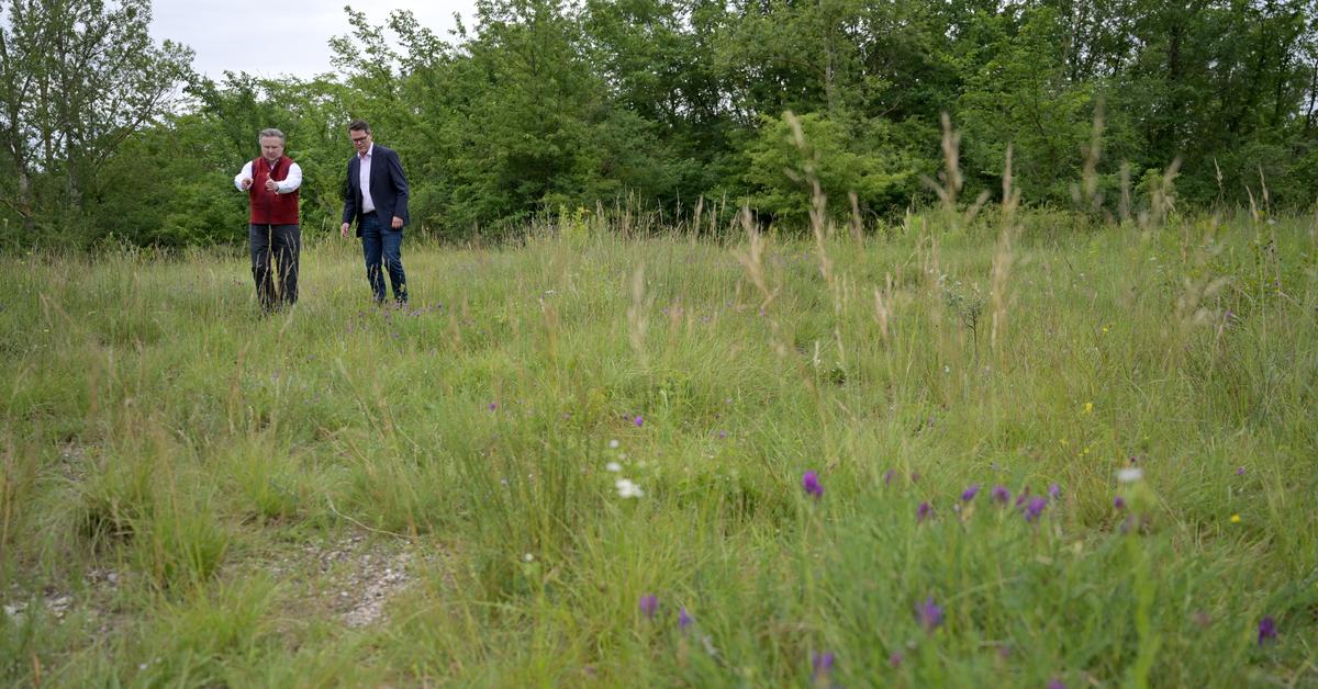 Renaturierung in Wien Mehr Wohn und Grünraum wie geht das